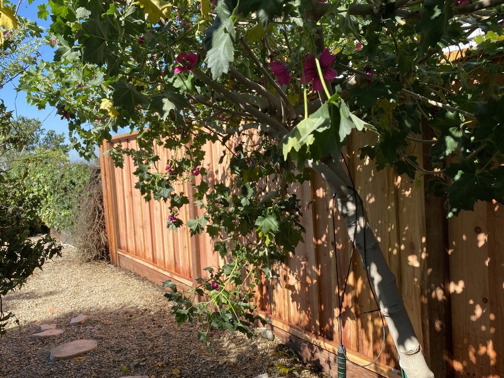 MM CUSTOM FENCING CLOSED Updated September 2024 145 Photos & 63