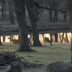 Wild Horse Cabin - You can see deer outside the window!!