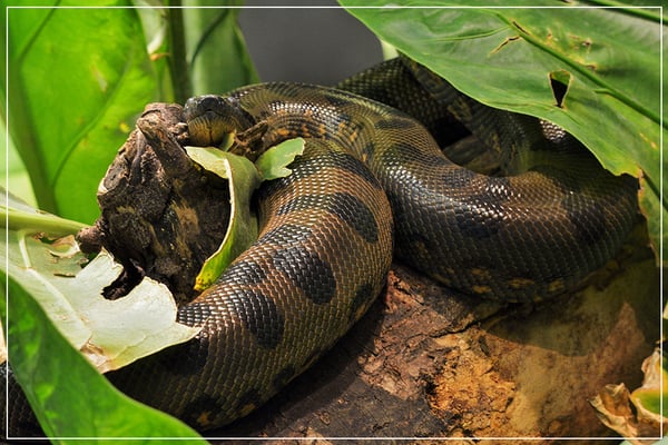 Parc zoologique de Paris by null