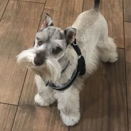 Richard did an outstanding job on my schnauzer, washed and groomed,, 10 stars I will definitely bring my dog back to him at Petco Richard did an outstanding job on my schnauzer, washed and groomed,, 10 stars I will definitely bring my dog back to him at Petco