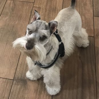 Petco - Richard did an outstanding  job on my schnauzer, washed and groomed,, 10 stars I will definitely bring my dog back to him at Petco - Pet Stores Near Me - Frisco, Texas