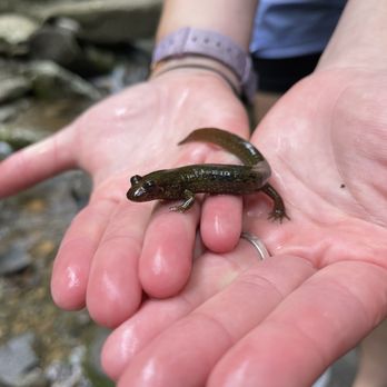 Rainbow Falls - Mud puppy - Hiking Near Me - Gatlinburg, Tennessee Rainbow Falls - Mud puppy - Hiking Near Me - Gatlinburg, Tennessee
