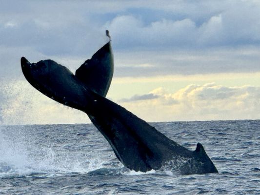 Hawaii Ocean Rafting Whale Watch and Snorkel by null