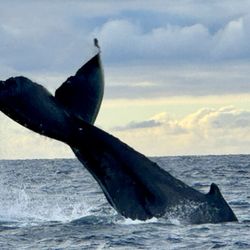 Hawaii Ocean Rafting - Humpback whale near Lahaina