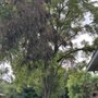 Photo of Ridgeview Tree Service & Landscaping