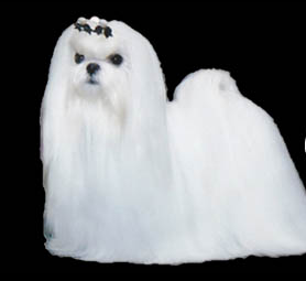 Pashes Maltese Image