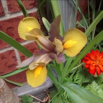 Billops Gardening - Miniature iris - Gardeners Near Me Billops Gardening - Miniature iris - Gardeners Near Me