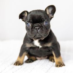 Blu Frenchies - Black tri female available