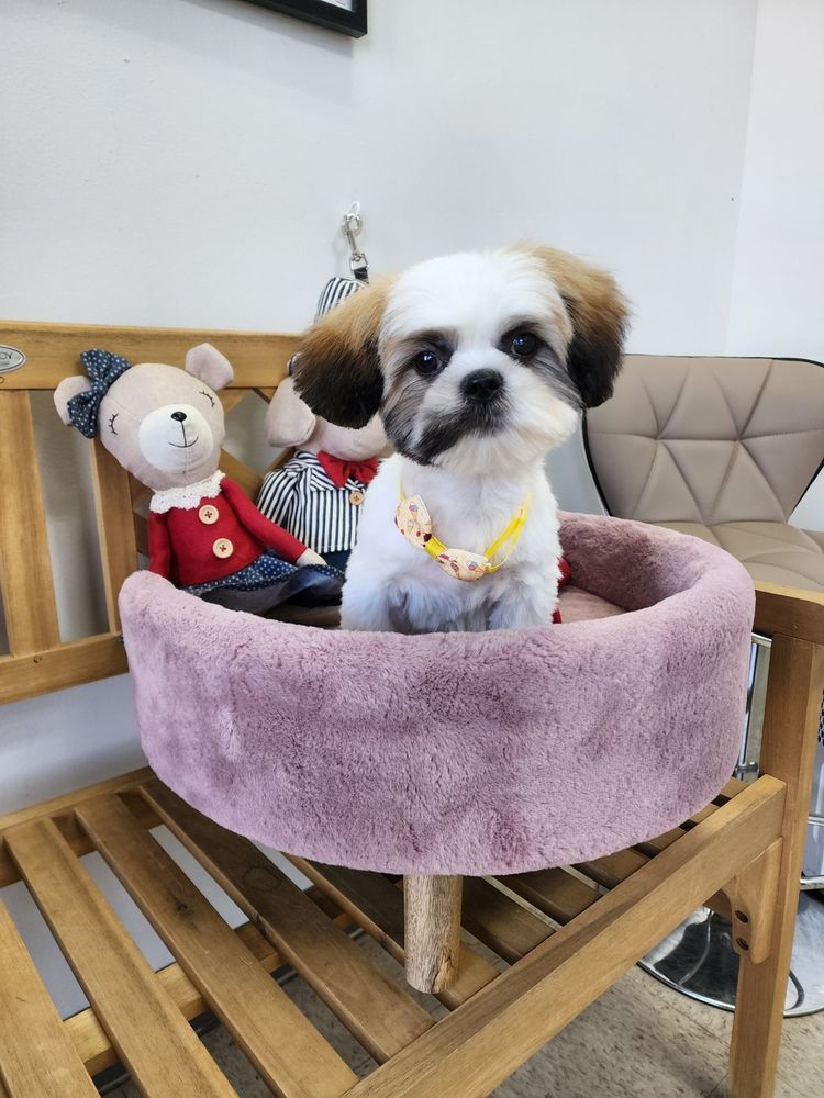 Yeppi Pet Grooming
