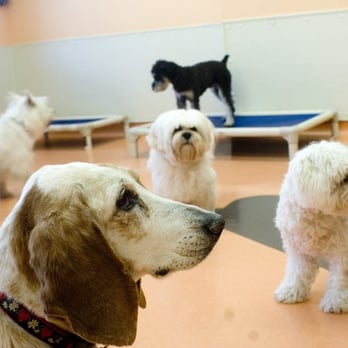 Wagtime - Pet Groomers Near Me - Washington, DC, District of Columbia Wagtime - Pet Groomers Near Me - Washington, DC, District of Columbia