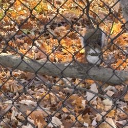 Mae Stecker Park - It always feels like somebody's watching me