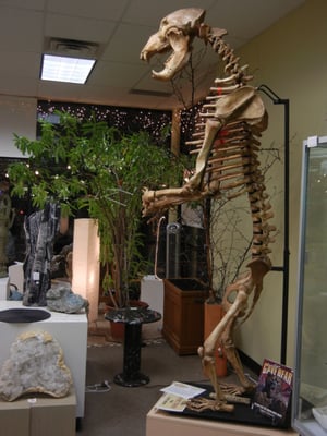 ZRS Fossils & Gifts by null