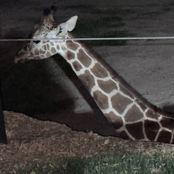 Reid Park Zoo - Giraffe - Zoos Near Me - Tucson, Arizona