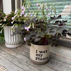 El Plantio Nursery & Landscaping