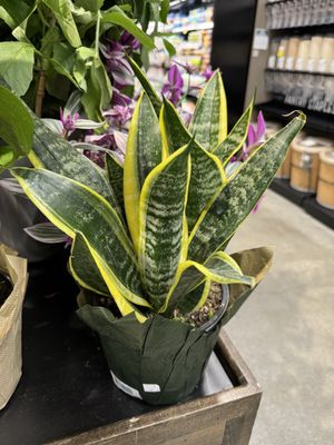 New Leaf Community Markets - Aptos by null