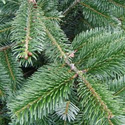 Bays Family Farm - Nordmann Fir Branch