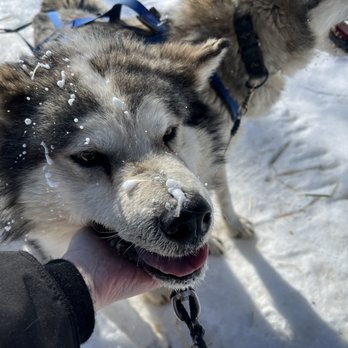 Firewalker Alaskan Malamute Kennel - Cutie - Tours Near Me - North Pole, Alaska Firewalker Alaskan Malamute Kennel - Cutie - Tours Near Me - North Pole, Alaska