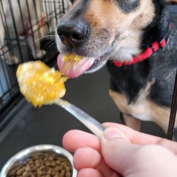 Dogtopia - Lunch time! - Pet Boarding Near Me - Portland, Oregon Dogtopia - Lunch time! - Pet Boarding Near Me - Portland, Oregon