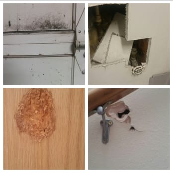 Vista Property Management - This is repair jobs from their TOP Maintenance Guy...He said Mold was just discoloration - Property Management Near Me - Puyallup, Washington Vista Property Management - This is repair jobs from their TOP Maintenance Guy...He said Mold was just discoloration - Property Management Near Me - Puyallup, Washington