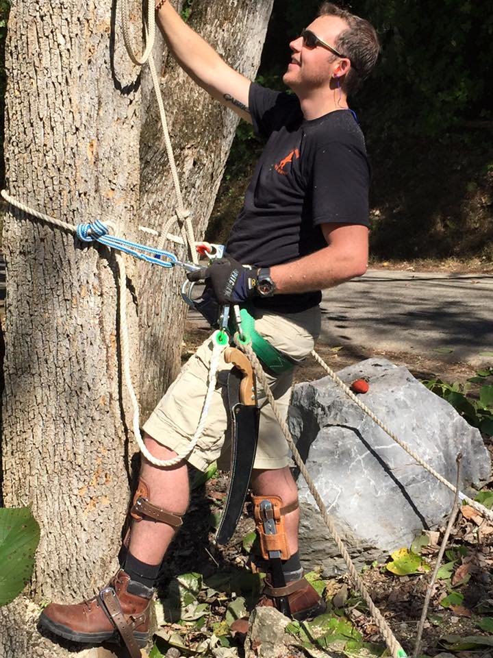 Crazy Irish Tree Service - tree service in Sevierville, TN