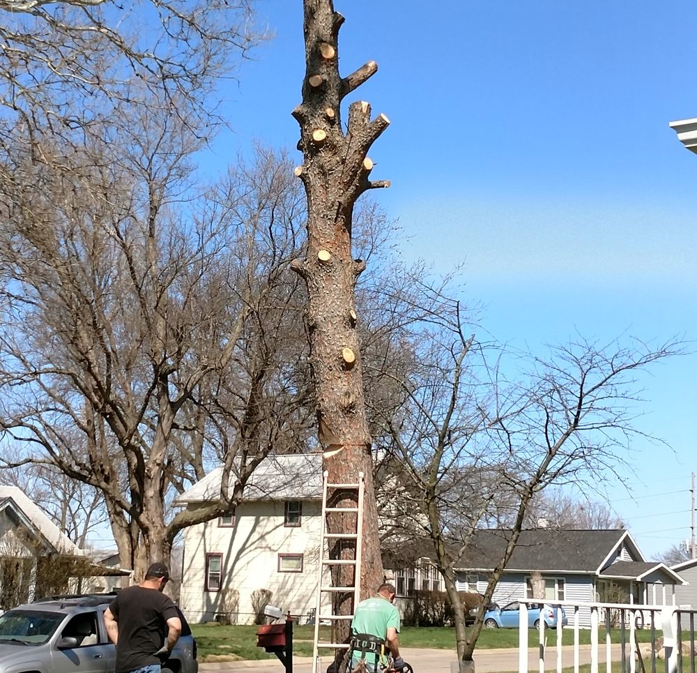 Dillon Tree Service - tree service in Omaha, NE