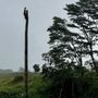 Photo of King CoCo Tree Services