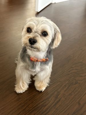 Dacula Dog Grooming: Transform Your Pet's Style