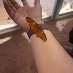 Arizona State Fair - Butterfly