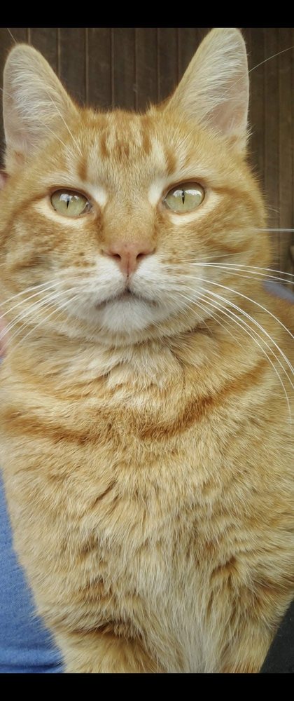 Ouachita Pet Cremation