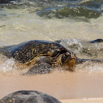 Hookipa Beach Park - Parks Near Me - Paia, Hawaii