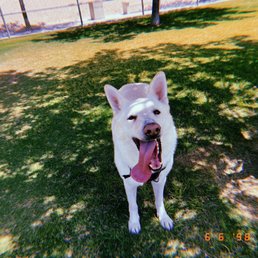 Casper enjoying some shade inside the big dog area.