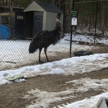 Southwick's Zoo - Emu - Amusement Parks Near Me - Mendon, Massachusetts Southwick's Zoo - Emu - Amusement Parks Near Me - Mendon, Massachusetts
