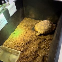 Alligator Alley - Depressed Turtle