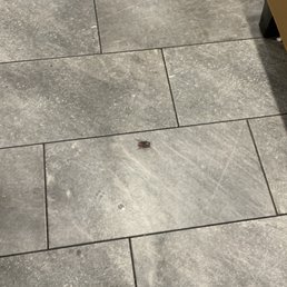 Roach in dining room
