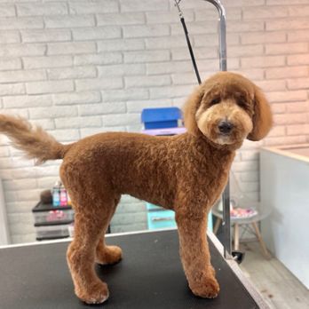 Fluff Bar - Hankkk looking brand new for the summer! I know this cut is going to feel so much better for him! - Pet Groomers Near Me - Scottsdale, Arizona