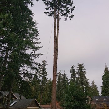 Climbing Monkeys Tree Services & Landscaping - Removal of 100' for with split stem - Tree Services Near Me - Hillsboro, Oregon Climbing Monkeys Tree Services & Landscaping - Removal of 100' for with split stem - Tree Services Near Me - Hillsboro, Oregon