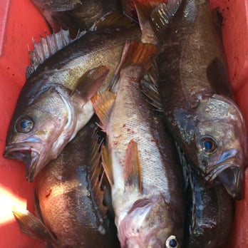 Betty Kay Charters - Yellowtail rockfish - Boating Near Me - Coos Bay, Oregon Betty Kay Charters - Yellowtail rockfish - Boating Near Me - Coos Bay, Oregon