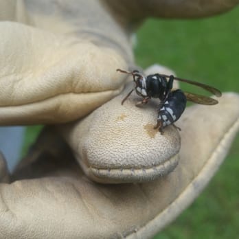 NC Pest Control - Hornet trying desperately to get to Mike in his suit. - Pest Control Near Me - Fuquay-varina, North Carolina
