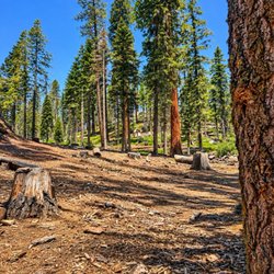 Trail of 100 Giants