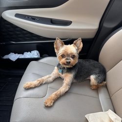 Pet Country - I asked for a short clean cut for my pup and gave me exactly what I wanted