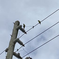 Parrots  sitting on the line above us