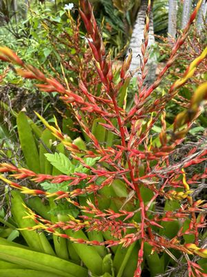 McBryde & Allerton Garden, National Tropical Botanical Garden by null