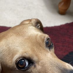 Aurora Animal Shelter
