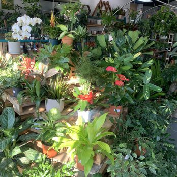 Plante - Nurseries & Gardening Near Me - Louisville, Colorado Plante - Nurseries & Gardening Near Me - Louisville, Colorado