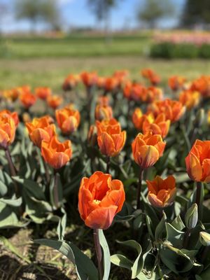 Veldheer Tulip Gardens by null