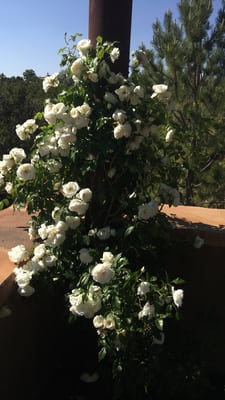 Santa Fe Botanical Garden by null