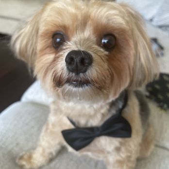 The Paw Spa - Pet Groomers Near Me - Dallas, Texas
