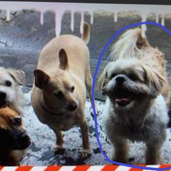 south park doggie daycare lax