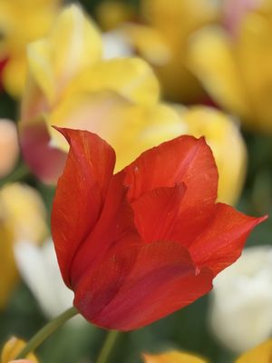 Keukenhof by null