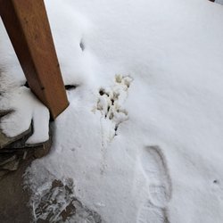 CT Painting & Stone - Using my patio as a restroom. Unacceptable!